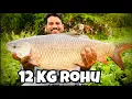Download Lagu रोहु च रोहु 🐟 । पकडले 7 रोहु मासे 🎣 | caught 7 Rohu fishes 🐠