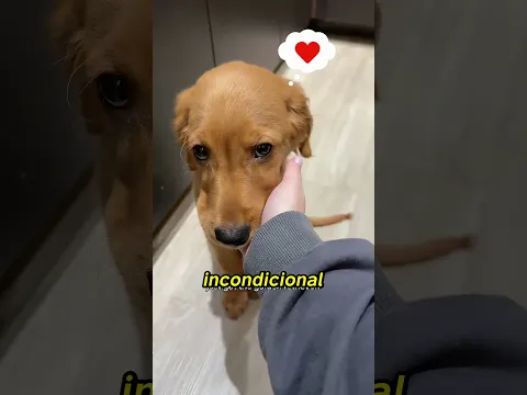 Tu Golden no puede saber esto - ❤️Semana Golden Retriever❤️
