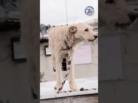 Denuncias contra guarderías caninas ponen en alerta a dueños de mascotas - Séptimo Día