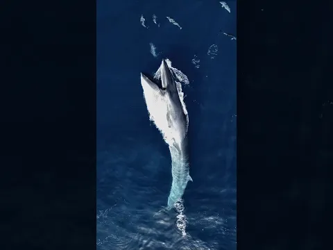 Meet the Largest Creature in the World!