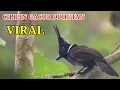 Download Lagu CILILIN SUPER GACOR DI ALAM LIAR