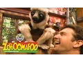 Download Lagu Zoboomafoo 139 - Stinky (Full Episode)
