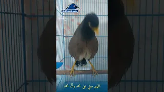 طائر مينا يسلم عليكم 