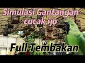 Download Lagu Simulasi Lomba Burung Cucak ijo    full Tembakan