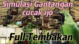 simulasi lomba burung cucak ijo full tembakan