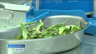 Учёные из Иркутской области создают гибридный тополь