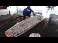 Masterful Cutting of a 300KG Giant Blue Marlin for Premium Sashimi