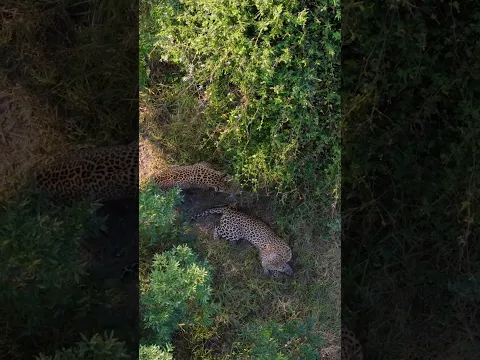 Rare Drone Footage: Leopard Courtship Ritual