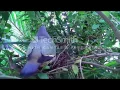 Download Lagu suara burung punai pemikat