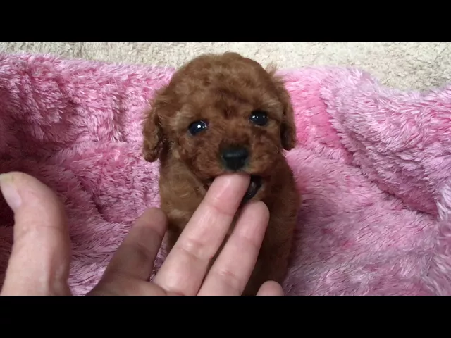 動画