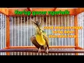 korlap trotol gacor ngeriwik || cocok buat pancingan korlap bahan atau malas bunyi cepat gacor emosi