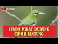 Download Lagu SUARA PIKAT BURUNG CIPOH JANTUNG AMPUH