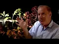 Kary Mullis Challenges Luc Montagnier on