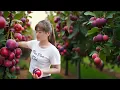 Download Lagu Harvesting Lots of Plums in the Garden to Sell at the Market – Cooking Food for the Pigs