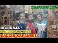 Download Lagu Survei harga burung terkini ‼️ ready bimoli kacer super tledekan Jawa konin gacor dll kios zaenuri