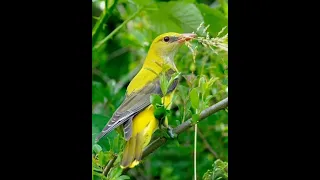 صوت البوصفير الاصلي للصيد جوده عاليه 