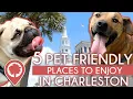 Looking For A Fun Place To Take Your Dog Here s 5 Pet-Friendly Charleston Spots Lively Charleston