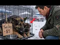 Retired Navy SEAL Bought Two German Shepherds for 5 Then He Saw Her K9 Tag