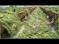 Download Lagu Modern Agriculture Machines on Another Level - Farmers Reap Billion Tons In Biggest Harvests