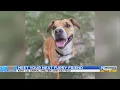 KCAS Pets of the Week Croodie and Willow