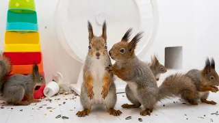Funny Moments of Animals Eating & Their Authentic Nature Sounds