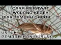 Download Lagu MERAWAT WALANG KECEK, BIAR GACOR UNTUK MASTERAN BURUNG