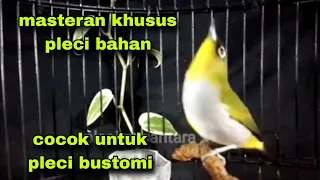 Download Masteran Pleci Ngalas Standar Khusus Untuk Pleci Bustomi Bahan Agar Cepat Ngalas MP3