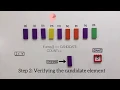 Boyer-Moore Majority Vote Algorithm Stop Motion