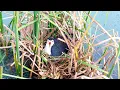 Lagu The Hatching of White Breasted Waterhen Eggs in Middle of Lake (3) – Mother Bird Laying Eggs E200