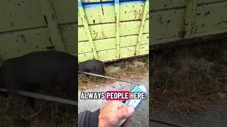 #fyp #dream #youtube #pets #doberman