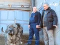 Download Lagu Izvorni Šarplaninci  sa Restelice - Gafur
