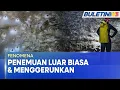 Lagu FENOMENA | Penemuan Sarang Labah-Labah Terbesar Di Dunia