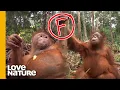 Lagu Orphan Baby Orangutans Malika And Beni Flank Climbing Class | Love Nature