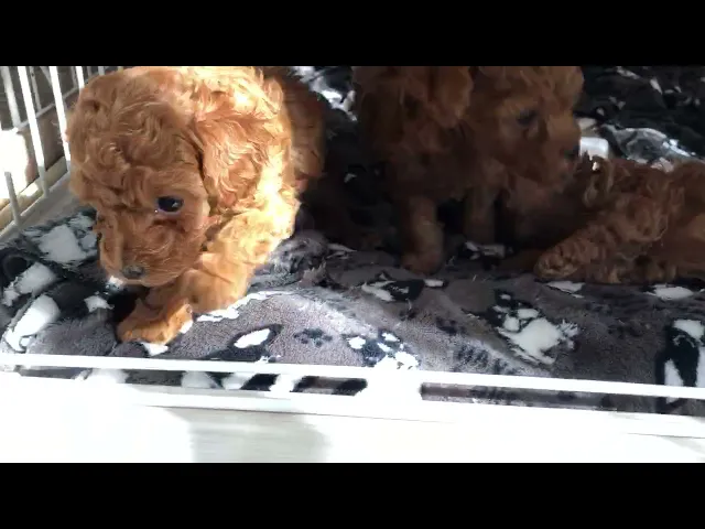 動画