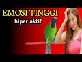 Lagu Pancingan Cucak Ijo Gacor Isian \u0026 Tembakan Rapat! Ijo Yang Muda \u0026 Dewasa Langsung Emosi Bisa Jamtrok