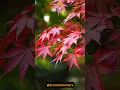 Download Lagu Why Do Autumn Leaves Change Colors in the Fall ? #shorts #leaf #autumn #yourubeshorts #shortsfeed