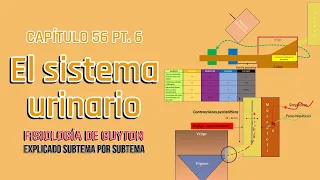 CAP 26: el sistema urinario: anatomía funcional y micción l Fisiología de Guyton