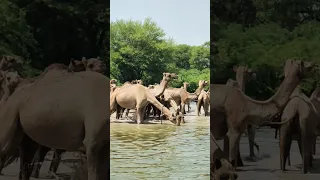 بدأت الجمال تستحم في الماء 