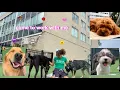 come to work with me doggie daycare edition