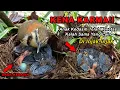 Download Lagu KENA KARMANYA‼ Anak Burung Kedasih Menetas Di Sarang Burung ini
