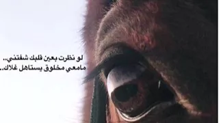 بدايه عشق عيضه المنهاني   دندنها