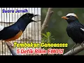 Download Lagu Masteran Murai Batu Terbaru! Ini Dia Cara Paling Cepat dan Dicari Juri