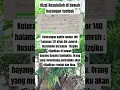 Download Lagu Rizki Rosululloh di bawah bayang-bayang tumbak. #shots #hadisnabi #rizki#perang #muhammadﷺ #tumbak