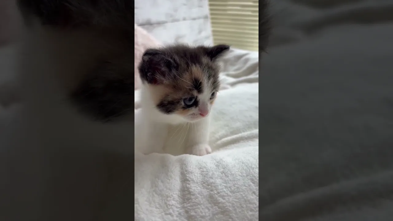 動画