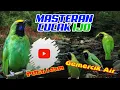 Download Lagu TERAPI CUCAK IJO BIAR CEPAT GACOR