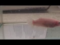 Giant Female Betta Cellophane