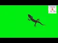 green screen of a lizard