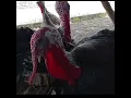 AYAM KALKUN BERKOKOK #shots