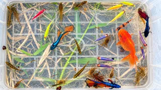 Exploring a beautiful lake to discover colorful betta fish, tiny fish, and rare aquatic wonders!