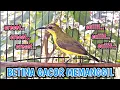 Download Lagu SOGON BETINA PIKAT MEMANGGIL JANTAN ‼️ AMPUH UNTUK PIKAT DAN PANCINGAN SOGON AGAR BUNYI